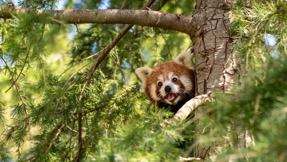 Rotterdam Zoo + Kijk-Kubus Museum-house + Plaswijckpark + Delfshaven 1-day tour