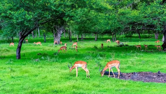 モーリシャス ケースラ自然公園+ビッグフット・アドベンチャー+ブルー・ベイ【貸切チャーターワンデーツアー】