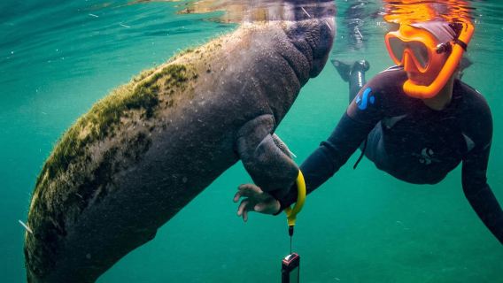 Swim with the Manatee, Wildlife Park, Airboat Ride & Lunch