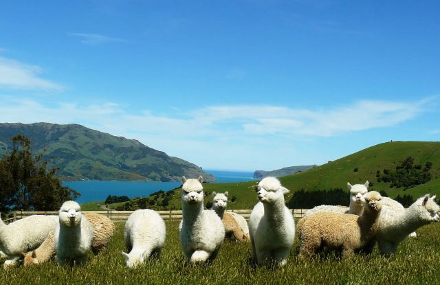 紐西蘭莎瑪拉羊駝牧場+坎特伯雷博物館+柳岸動物保護區一日遊