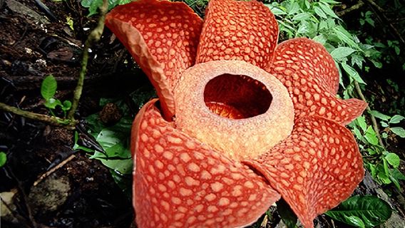 Esplorazione della giungla di Khaosok da Khaolak