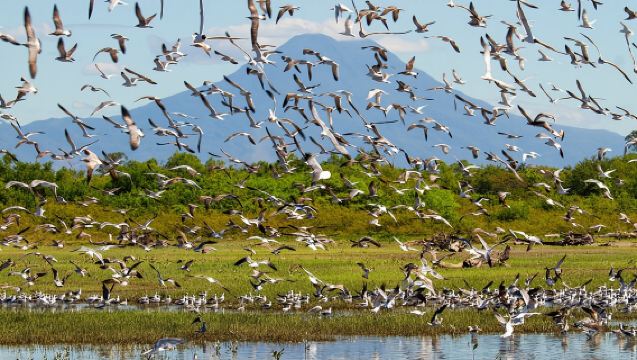 Excursions d'observation des oiseaux au Salvador avec un guide biologiste expert