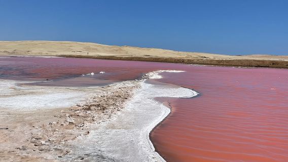 Premium Trekking Golden Shades