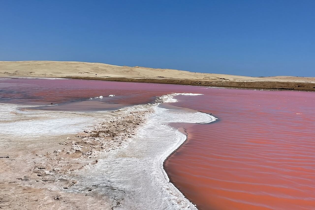 Premium Trekking Golden Shades 
