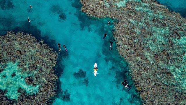 Snorkel de día completo en la Gran Barrera de Coral desde la isla Hamilton