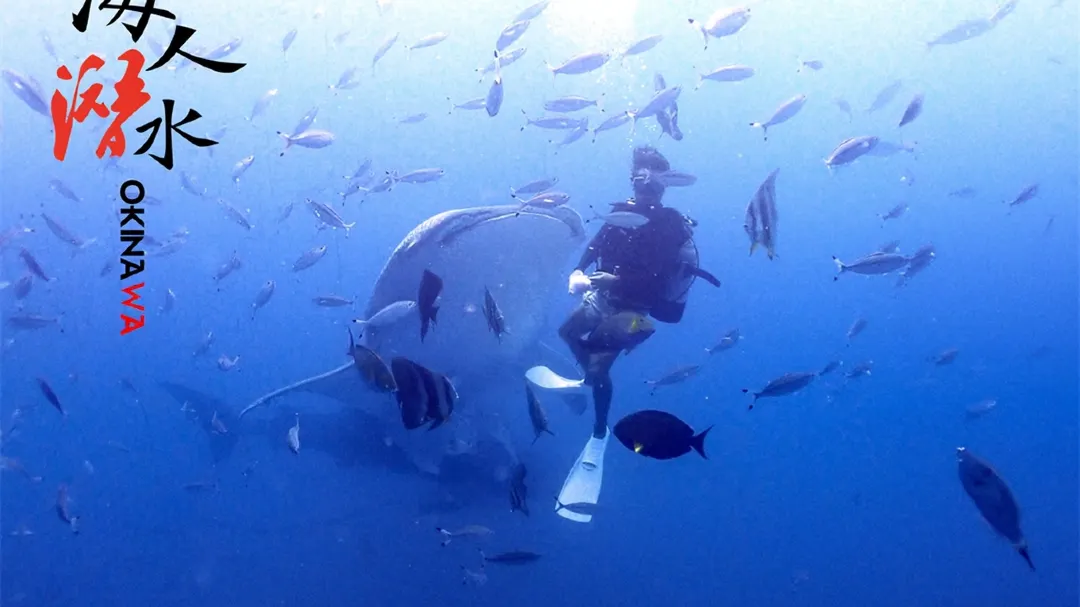 沖繩浮潛 | 日本沖繩持證潛水 | 鯨鯊共遊體驗