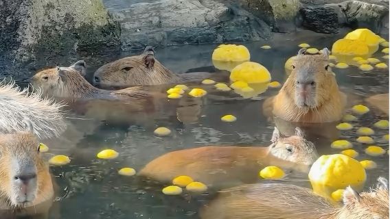 伊豆包車一日遊，大室山+仙人掌動物園+城崎海岸