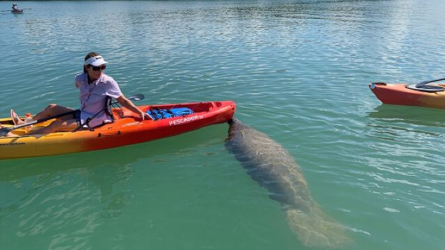 Avventura guidata in kayak nel tunnel delle mangrovie di Sarasota