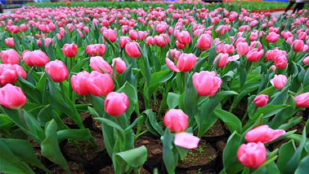 洛陽起止+河南寶泉大峽谷+河南寶泉旅遊區崖天下一日遊【入園自由活動】