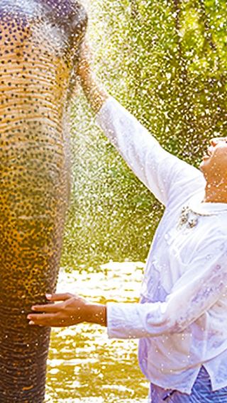 Chiang Mai New Elephant Home Namtok Bua Tong-Nam Phu Chet Si National Park 1-day tour elephant camp