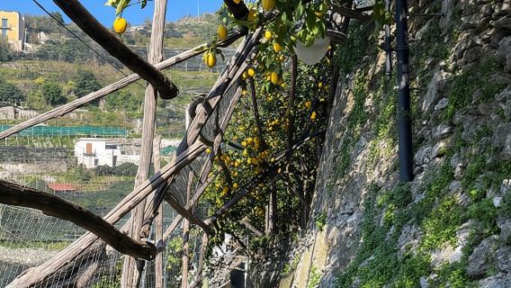 From Positano: Lemon Tour with Tasting Session and Transfer