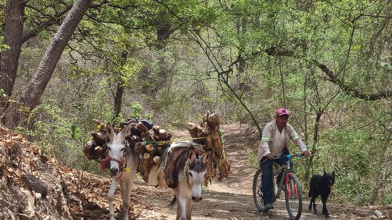 Экскурсия на горном велосипеде к дереву обезьян + хлебопечка и дереву туле
