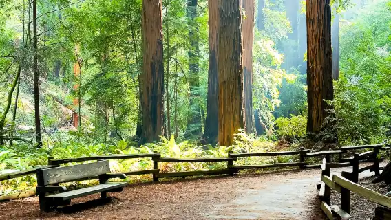 從舊金山出發：繆爾森林導覽遊