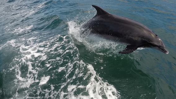 Benagil Caves & Dolphins