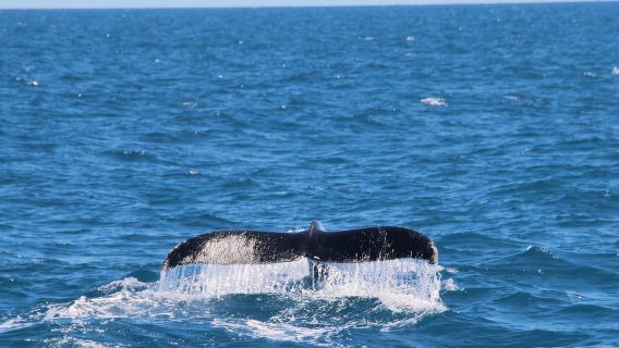 Whale Watching Boat tour in Trincomalee