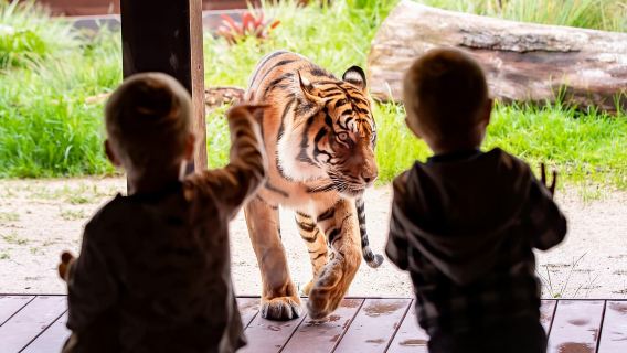Sydney: Taronga Zoo Ticket mit Rückfahrt mit der Fähre