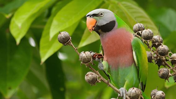 ฟู้โกว๊ก: บัตรเข้าวินเพิร์ลซาฟารีปาร์ค