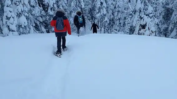 From Helsinki: Nuuksio National Park Hiking Tour with Food