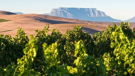 Explore Stellenbosch, Paarl, & Franschhoek Private Wine Tour