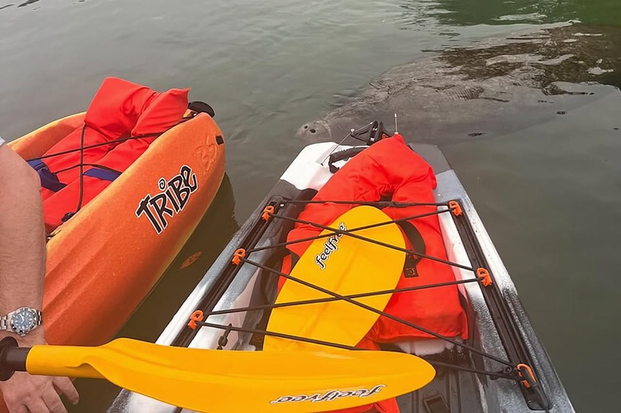 Crystal River: Guided Kayak Tour with Manatee Encounters