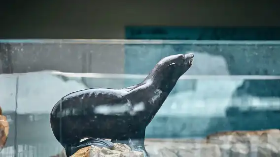 Kyoto Aquarium Admission Ticket