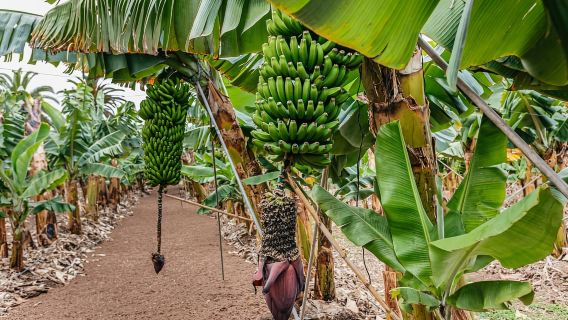 La Orotava: tour ecologico delle piantagioni di banane con liquore alla banana