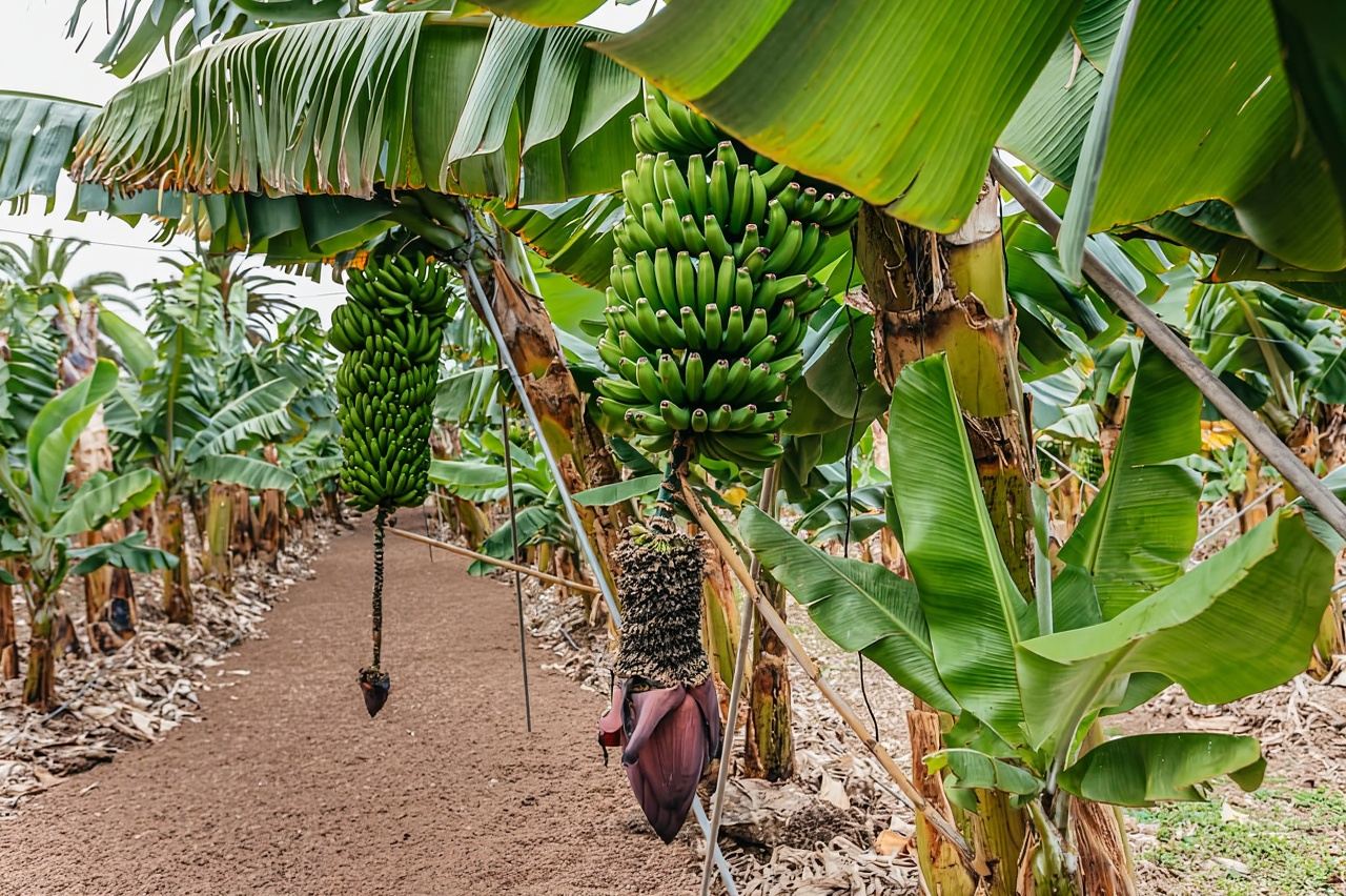 La Orotava: Eco Banana Plantation Tour with Banana Liquor