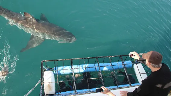 Shark cage diving & viewing tours in Gansbaai