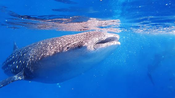 tour di un giorno all'avvistamento degli squali balena di Oslob + Badian Canyoning e alle cascate di Kawarsan da Cebu, Filippine