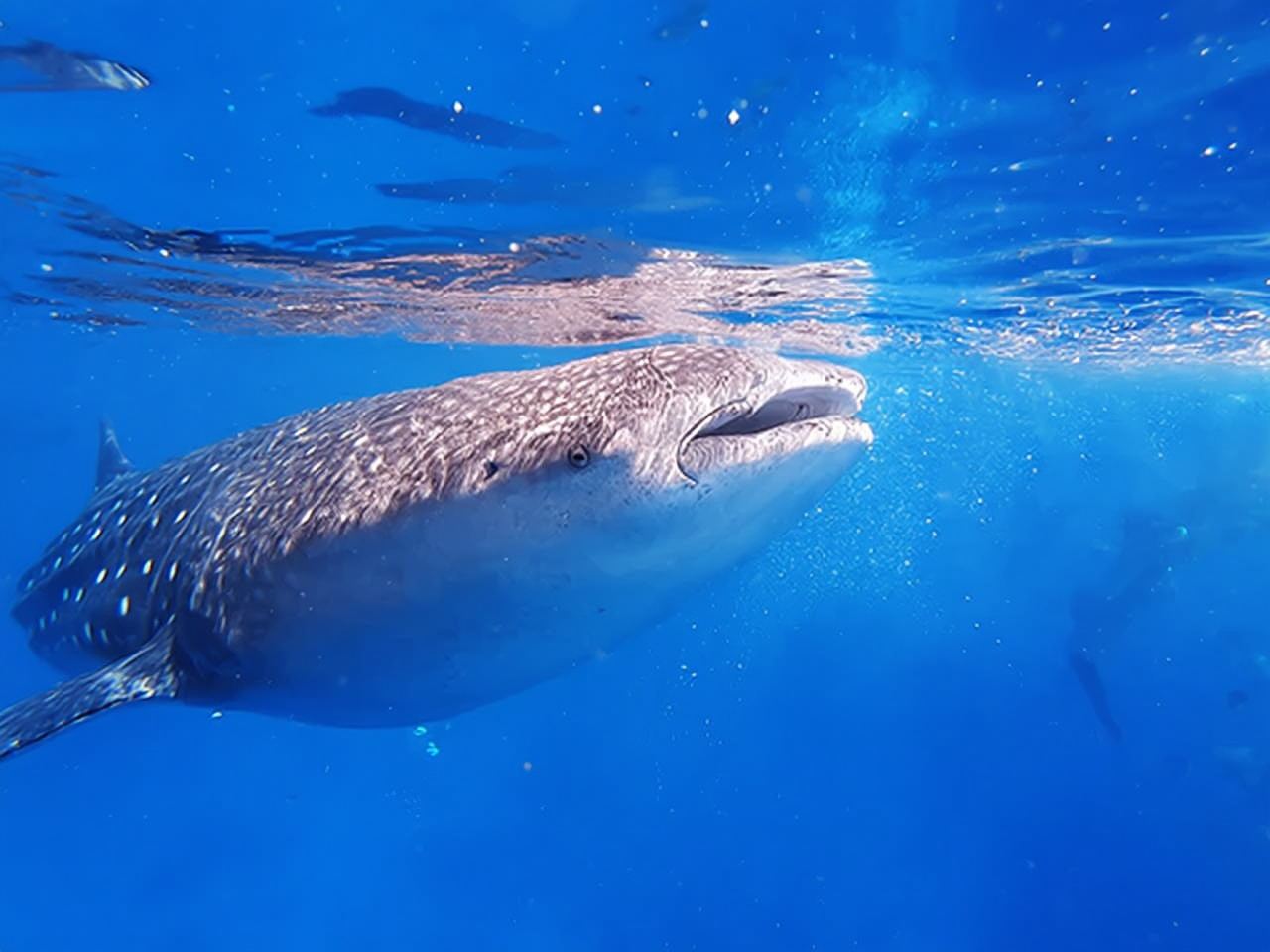 Tagesausflug zur Walhai-Beobachtung in Oslob, Cebu & Abenteuer in der Badayan-Schlucht und Kawasan-Wasserfällen
