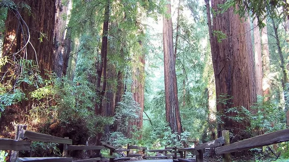 Da San Francisco: visita guidata alle sequoie costiere di Muir Woods