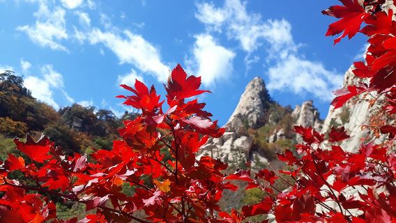 Mt. Seorak+Nami Island+Garden of Morning Calm Day Trip from Seoul