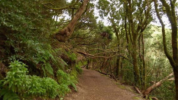 Parque Rural de Anaga: Guided Hiking Tour from Cruz del Carmen + Food Tasting