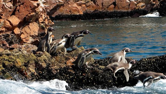7-Hours Tour in Paracas National Reserve with Pickup