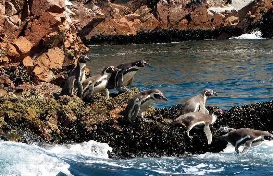 帕拉卡斯巴勒斯塔斯群島遊船之旅