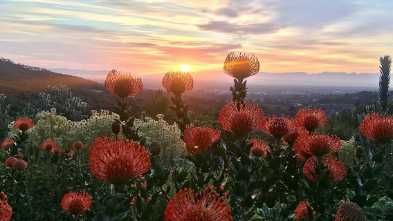 Cape Town Table Mountain 5 hour Hike along the Kasteelpoort Route