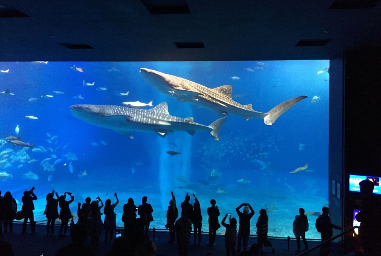 萬座毛＋古宇利島＋沖繩美麗海水族館一日遊【沖繩北部】