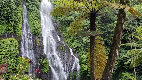 North Bali Escape: Dolphins, Waterfalls & Highland Hot Spring Adventure