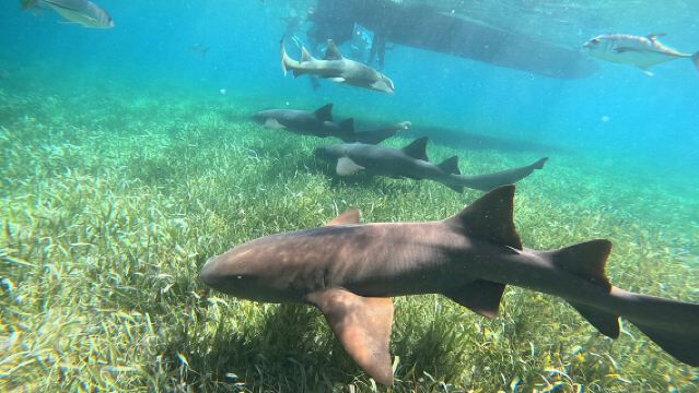 Snorkeling at Hol Chan Marine Reserve and Shark Ray Alley