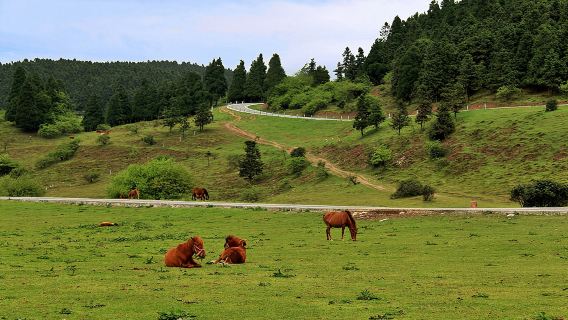 Chongqing Day Tour with Chartered Car: Three Natural Bridges, Longshuixia Fissure, Fairy Mountain, Liziba, Ciqikou Ancient Town, Hongyadong, and Wujiang Art Gallery (Multiple Routes, Customizable)