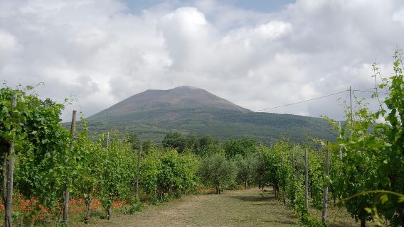 Boscotrecase: Tur Mencicipi Anggur Vesuvius dengan Makan Siang