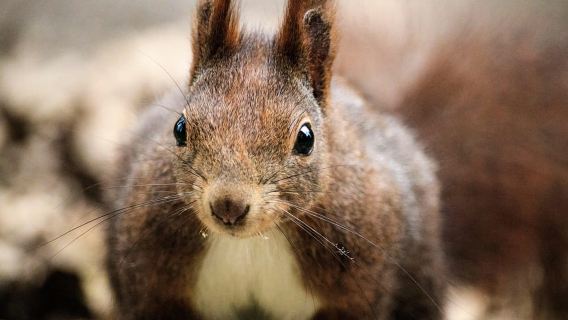 Light–weighted walk through wild Arctic Nature