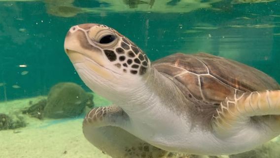 Cairns: Aquarium-Eintrittskarte und Schildkröten-Rehabilitationstour