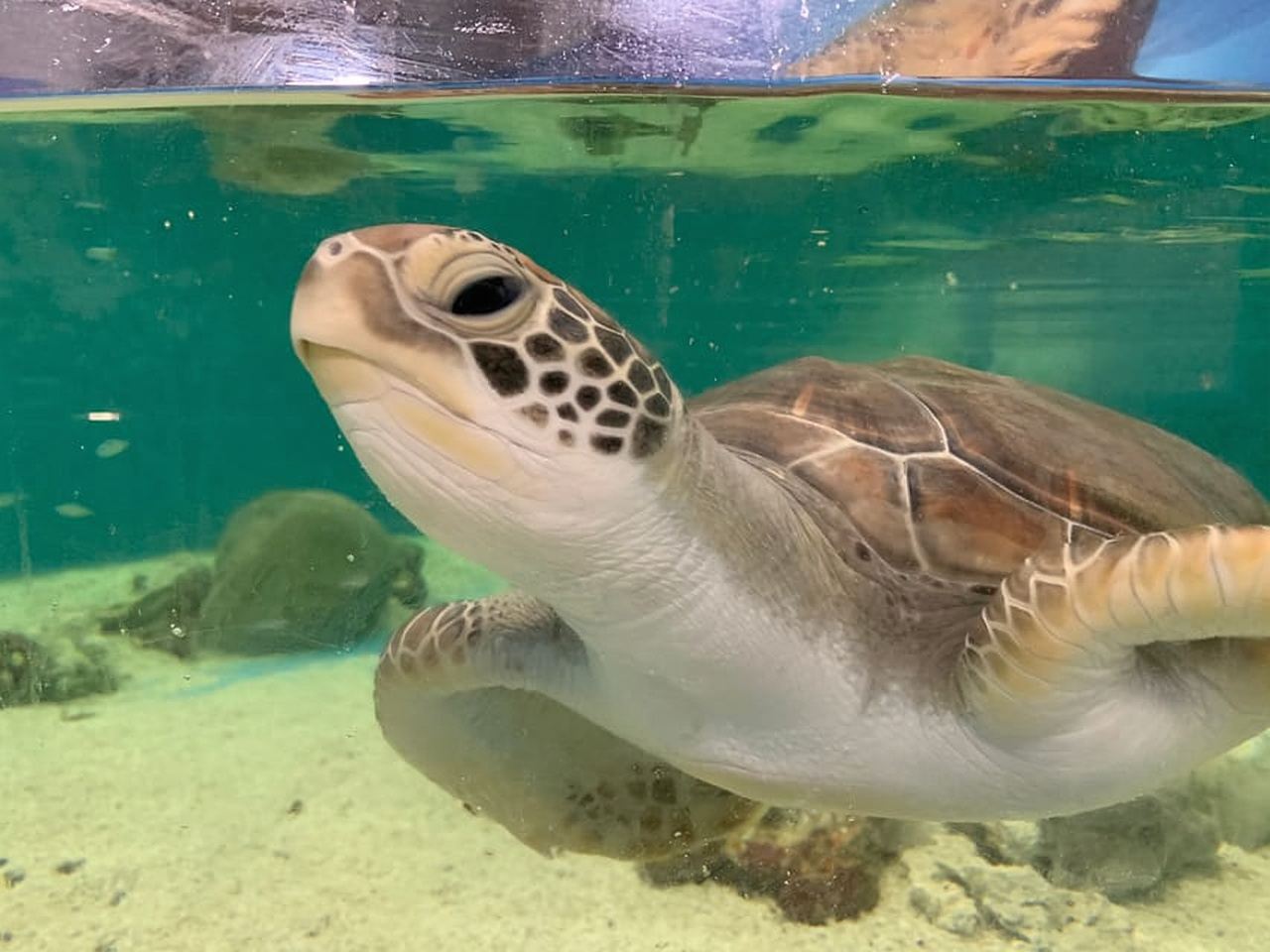Cairns: Aquarium Entry Ticket and Turtle Rehabilitation Tour