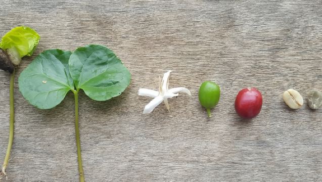 메데인(Medellín) 근처에서 즐기는 프라이빗 커피 투어, 원두에서 한 잔의 커피까지.