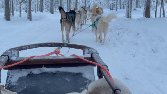 芬蘭羅瓦涅米+森林馴鹿牧場一日遊/行程可調-可訂製
