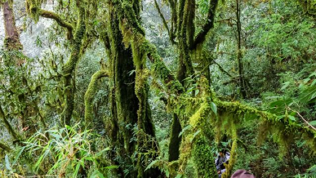 Lawatan Sehari Mendaki Gunung Gaoligong Tengchong | Pakej Persendirian + Dapur Hutan + Air Terjun + Kolam Air Panas Semula Jadi