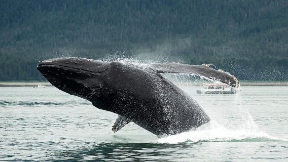 Glacier Bay: Hochgeschwindigkeits-Katamaran-Tour zu Gletschern und Wildtieren
