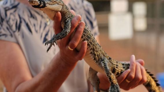 Malcolm Douglas Crocodile Park - Feeding Tour