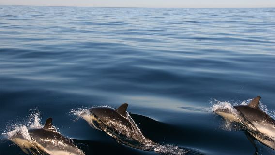Ria Formosa : Excursion en bateau pour observer les dauphins